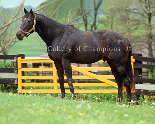Foto paddock righello audace